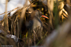 Wasserralle  - Zum Vergroessern klicken!